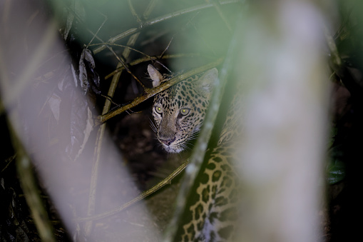 Closed up hunter animal, adult female Leopard, low angle view, half shot, in twilight foraging and exploring on the overgrown tropical tree in nature of tropical rainforest, national park in central Thailand.