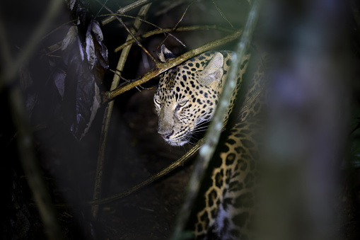 Closed up hunter animal, adult female Leopard, low angle view, half shot, in twilight foraging and exploring on the overgrown tropical tree in nature of tropical rainforest, national park in central Thailand.
