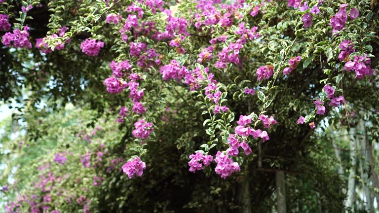 bougainvillea flower garden