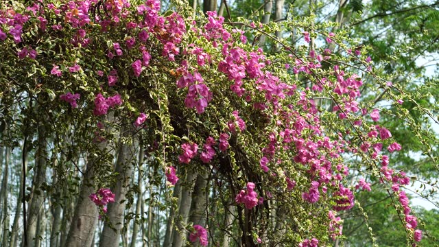 bougainvillea flower garden