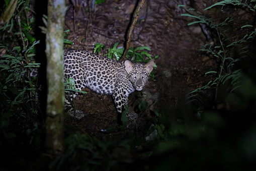 Closed up hunter animal, subadult Leopard, low angle view, front shot, in twilight foraging and exploring on the grounds in nature of tropical rainforest, national park in central Thailand.