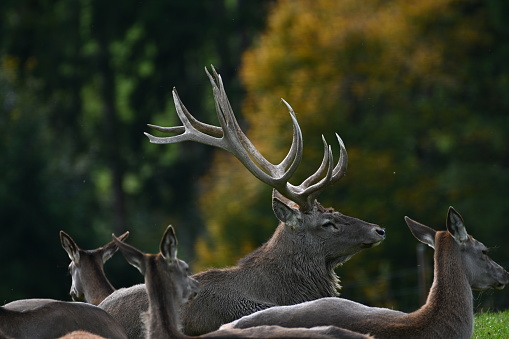 deer with big antlers in front of the forest