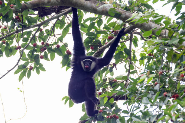 tier : adulter agiler gibbon (hylobates agillis), auch bekannt als schwarzhandgibbon. - gibbon rainforest animal ape stock-fotos und bilder