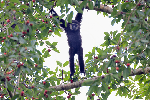 Closed up adult Agile gibbon, also known as black-handed gibbon, uprisen angle view, front shot, in the morning foraging and hanging, on the branch of tropical fruit tree in nature of tropical rainforest, wildlife sanctuary in southern Thailand.