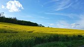 colza-field.jpg?b=1&s=170x170&k=20&c=8nvwy9AgYTxTbiOydoqQpOtIyzmoq393AuqBNslz6nA=