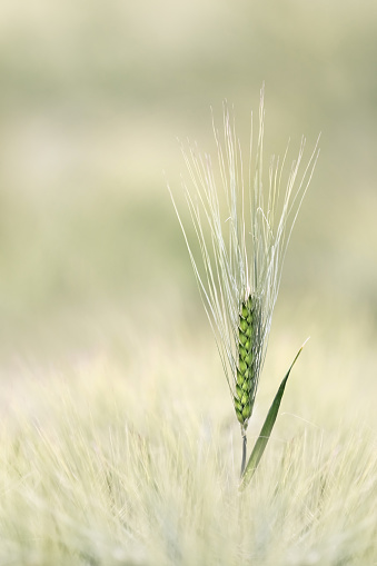 A single ear of barley standing out in a field of barley, dreamy soft mood, pastel beige and green colours, minimalism, high key, copy space, negative space