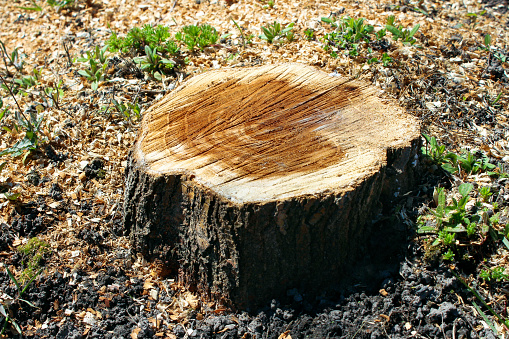 Trunk from a cut tree. The wood texture on a cut of wood. Stump in the forest.