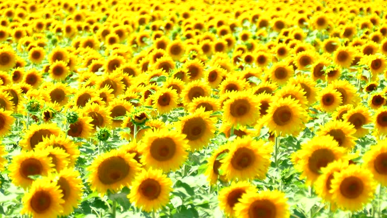 field of sunflowers on a hot afternoon