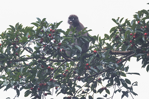 Closed-up adult Dusky leaf monkey, also known as spectacled langur, or spectacled leaf monkey, uprisen angle view, front shot, sitting on the branch and foraging on the tropical red fruit tree in nature of tropical rainforest, in nature of national park, southern Thailand.