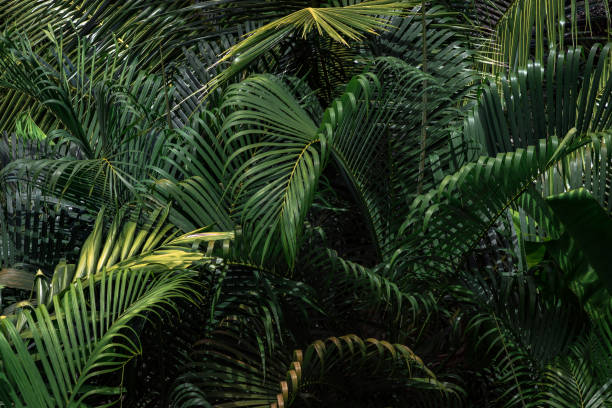istock Green tropical leaves natural background 1598632103