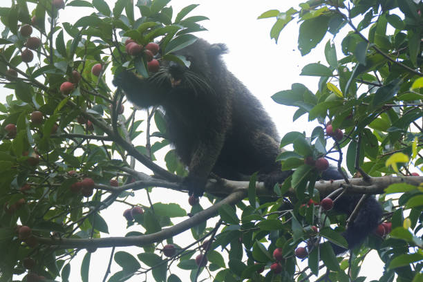 istock Animal : adult Binturong (Arctictis binturong), also known as bearcat. 1598632116