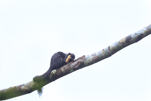 Closed up beautiful animal, adult Black giant squirrel or Malayan giant squirrel, uprisen angle view, side shot, in the morning sitting on the branch of tropical tree  under the clear sky in nature of tropical rainforest, National wildlife sanctuary in southern Thailand.