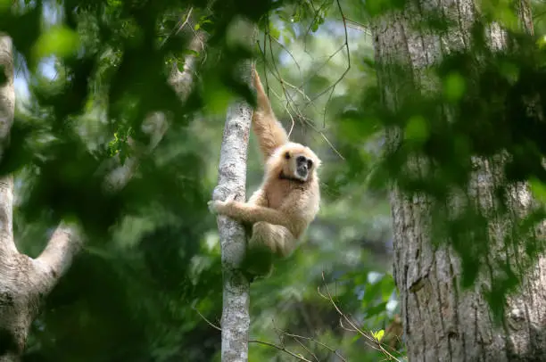 Closed up beautiful animal, adult White-handed gibbon also known as Lar gibbon, uprisen angle view, front shot, climbing on the tree trunk of tropical tree in nature of tropical rainforest, national park in central Thailand.
