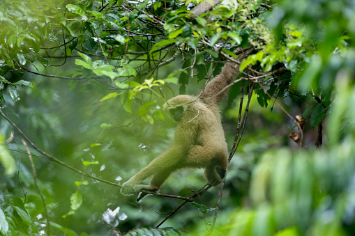 Closed up beautiful animal, adult White-handed gibbon also known as Lar gibbon, uprisen angle view, rear shot, climbing and swinging on the vine intertwined with the tropical tree in nature of tropical rainforest, national park in central Thailand.