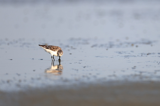 Beautiful small sea bird, adult Spoon-billed sandpiper, low angle view, front shot, in warm light morning walking and foraging along the coastline of the Gulf of Thailand, in nature of tropical climate, central Thailand.