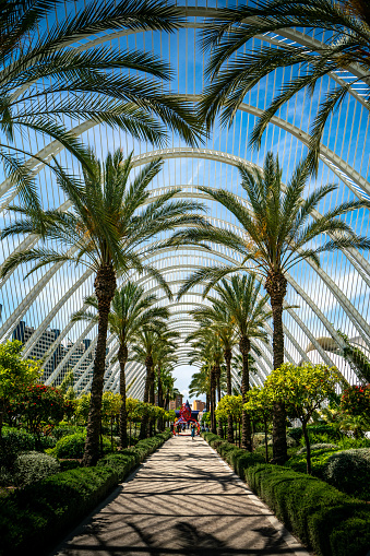 L' Umbracle park in Valencia center. Amazing park with Palm trees