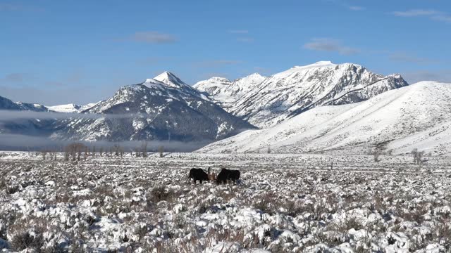 Bull Moose, Alces alces, buck, three male animals
