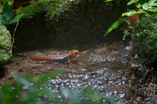Closed up animal, adult Himalayan newt, also known as crocodile newt, crocodile salamander, Himalayan salamander, and red knobby newt, low angle view, side shot, foraging on the wetland in nature of tropical moist montane forest, national park in high mountain, northern Thailand.