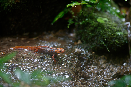 Closed up animal, adult Himalayan newt, also known as crocodile newt, crocodile salamander, Himalayan salamander, and red knobby newt, low angle view, side shot, foraging on the wetland in nature of tropical moist montane forest, national park in high mountain, northern Thailand.