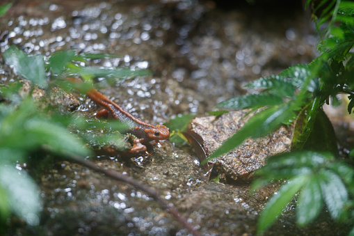 Closed up animal, adult Himalayan newt, also known as crocodile newt, crocodile salamander, Himalayan salamander, and red knobby newt, low angle view, front shot, foraging on the wetland in nature of tropical moist montane forest, national park in high mountain, northern Thailand.