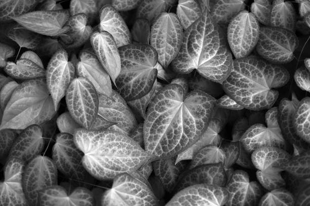 Black and white leaves texture background. Natural wallpaper. Macro with soft focus closeup. Copy space. Spring floral greeting card template. Delicate low key artistic toned image