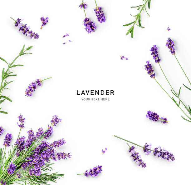 istock Lavender flowers and leaves creative frame and border isolated on white background 1598664569