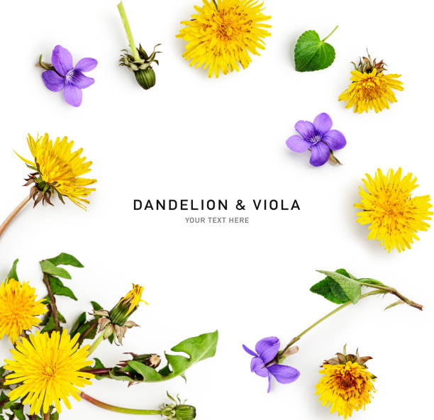 istock Dandelion and viola flowers frame border isolated on white background 1598665105
