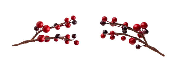 istock branches of red berries. christmas tree branch, isolated on a white background. 1598667767