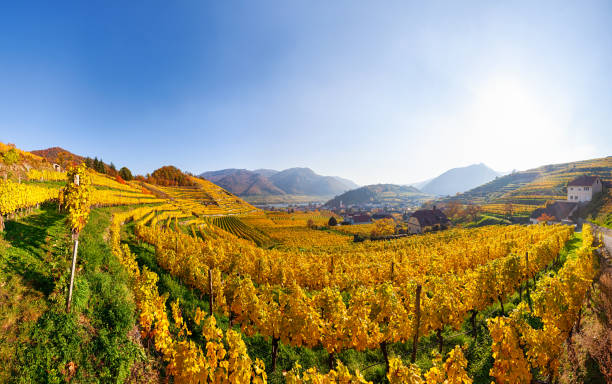 Panorama à 180 degrés des vignobles autour de Spitz en automne, vallée de Wachau, Autriche - Photo