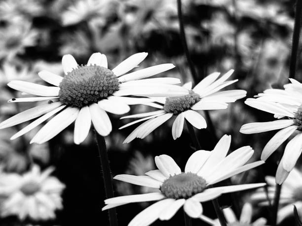 istock Close up of a daisy flower 1598668348