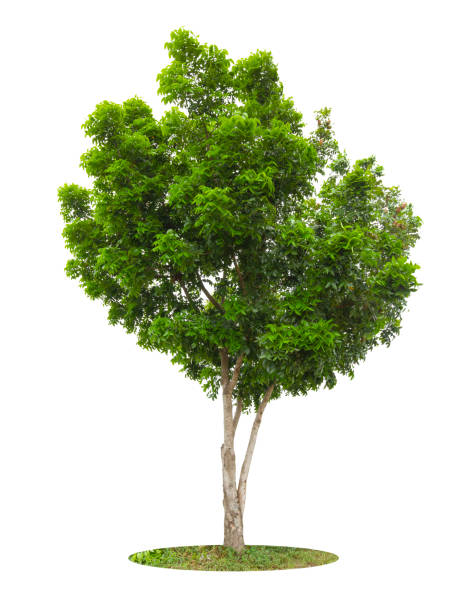 istock The Tree isolated on white background. Tropical tree isolated. 1598669441