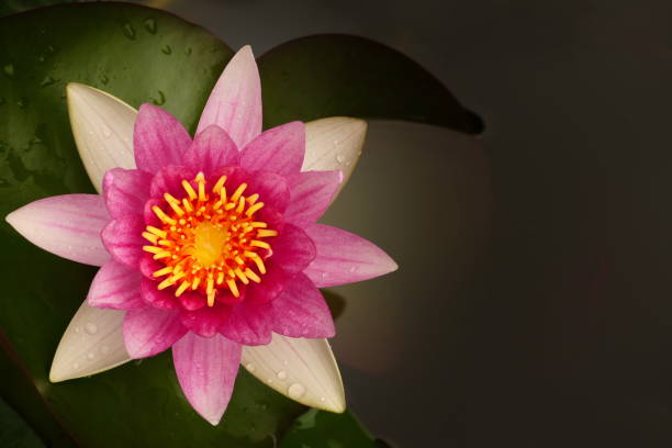 We have three Nymphaea varieties. The soft pink \
