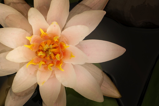 water lily, artificially in a barrel
