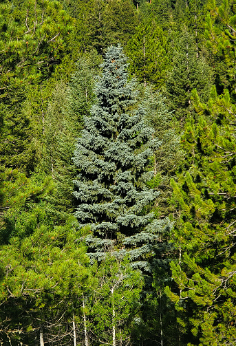Large Colorado blue spruce in a forest.
