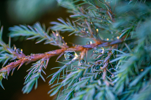 Dew drops on the branch of blue fir tree