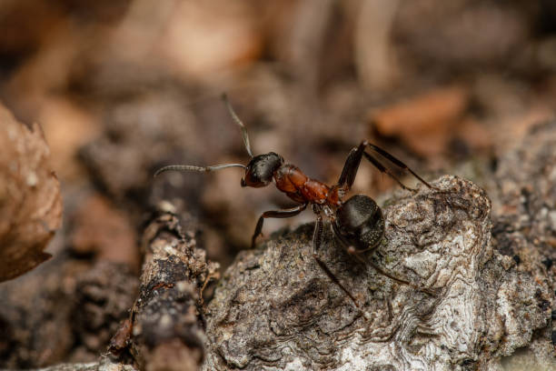 istock Brown wood ant extremely close-up shot 1598675574