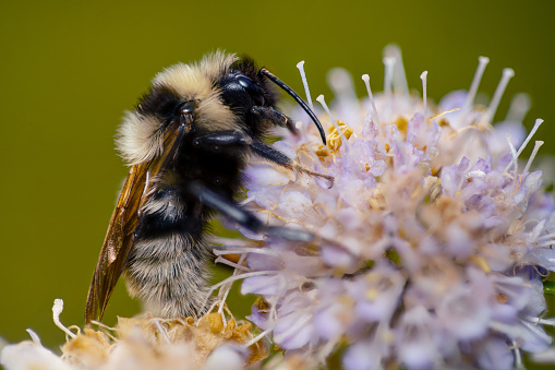 Extreme closeup macro northern amber bumblebee, Bombus borealis