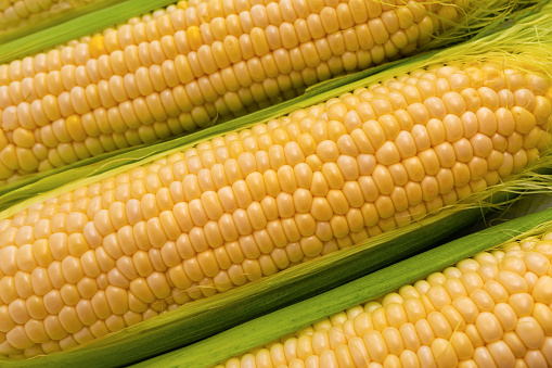 food background of a texture of fresh corn cobs closeup