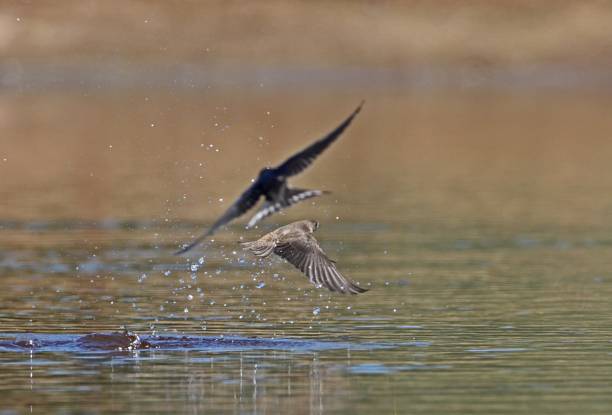 istock SAND MARTIN  (Riparia riparia)  &  BARN SWALLOW  (Hirundo rustica) 1598704198