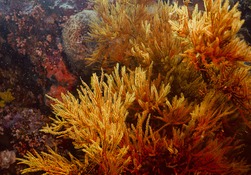 Colorful Feather Stars ((Comanthina schlegelii) on reef near Kapalai