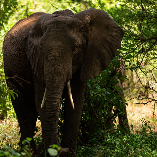 istock African Elephant Attack. Face to Face. Very Dangerous Condition. 1598713555