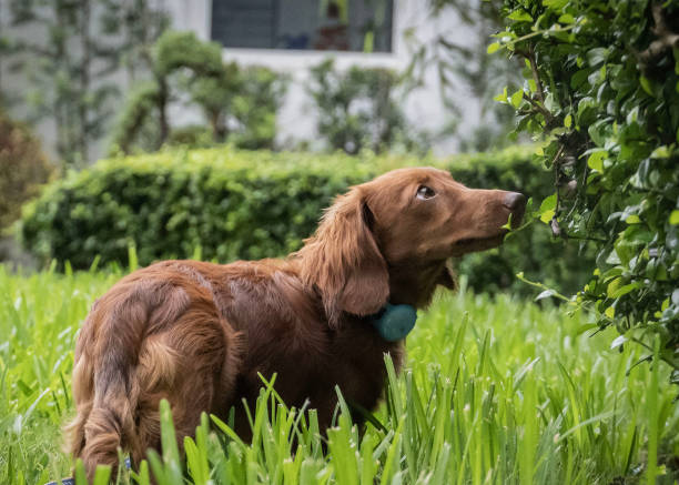istock Dachshund out in the yard 1598725634