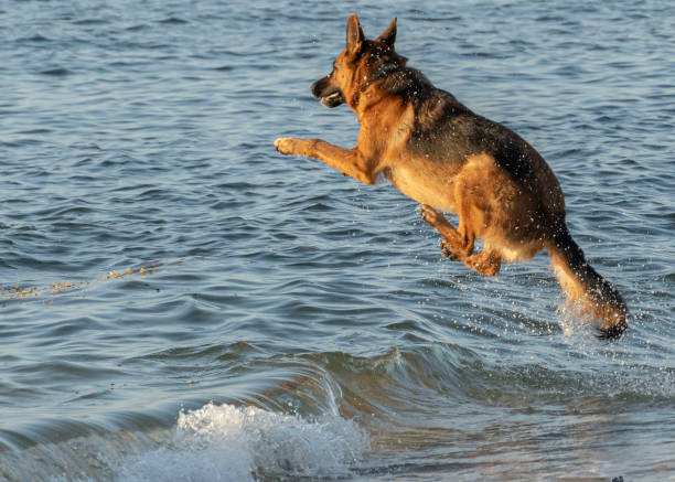 istock K9 dog leaping into the ocean 1598726024