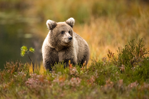 Wildlife in Finland. Bears, Wolverine and birds. High quality photo