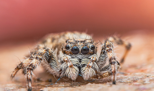 Lycosa tarantula with offspring on his abdomen