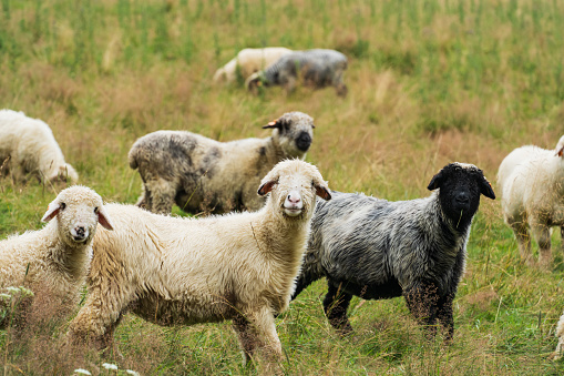 Herd of sheep in nature look towards the photographer, funny animals. High quality photo