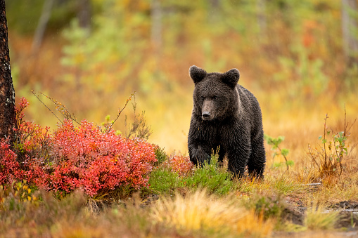 Wildlife in Finland. Bears, Wolverine and birds. High quality photo