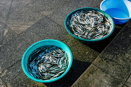 Anchovy fish in buckets