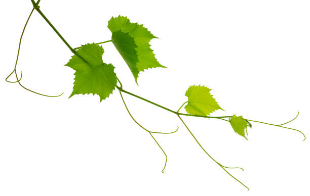 istock Greenery. Vine branch, isolated without shadow. Traditional winery culture and winemaker business. 1598762812