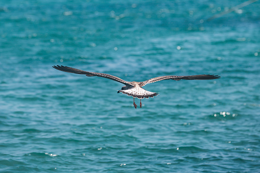 A flying seagull with open wings